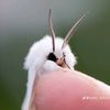littlelemonmoth