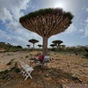 socotra_legends