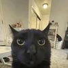 tiktok_flabz
