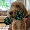 lilibear28