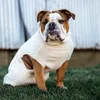 thebulldoglevi