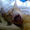 familia_de_gatoslocos