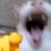 fanmuvn11