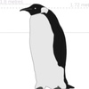 palaeeudyptespenguin6211