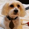 userlovemydog
