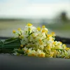 narzisseblume