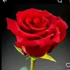 user4408575731888