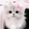 iuuthee_