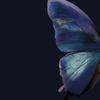 rrasyella