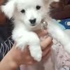 dawagyelson