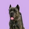 korathecanecorso