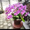 damar_orchid_cilacap