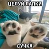 choko_poko_228