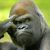 gorilla_676