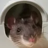 userizlr4cckb3