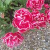 thomascassidy5521