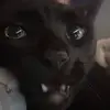 rdooggrhaclipaa