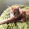 joshuacarlisle681