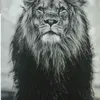 sirramees2