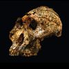 theevolutionnerd