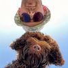 elmo_the_labradoodle