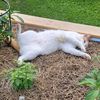 organicgardeninglife