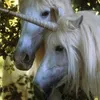 caligulathegoat