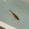williamdafish
