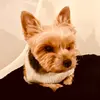 pancho.the.yorkie