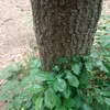 hi_everone03