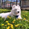 ljusja_33