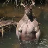 buhimalufoi