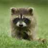 trash_bandit2024