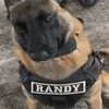 dawgydawg74