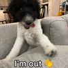 andrew_kalad