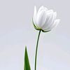 user3312736673479