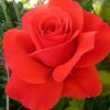 zue.zue.khin284