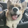 thecorgitok