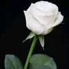 yuanberliana03