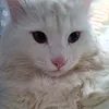 katika_1111