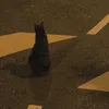 connholoptruonga1