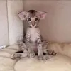fabiennebalay7