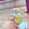 cheesegoudachedder