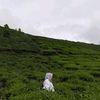 lannakhairani