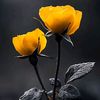 shabalala242