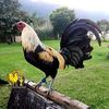eleazar.rivera5