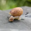 dorabeetle