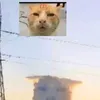 fried_insect