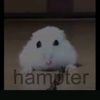 hampter458