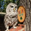 Glen Helen Raptor Center